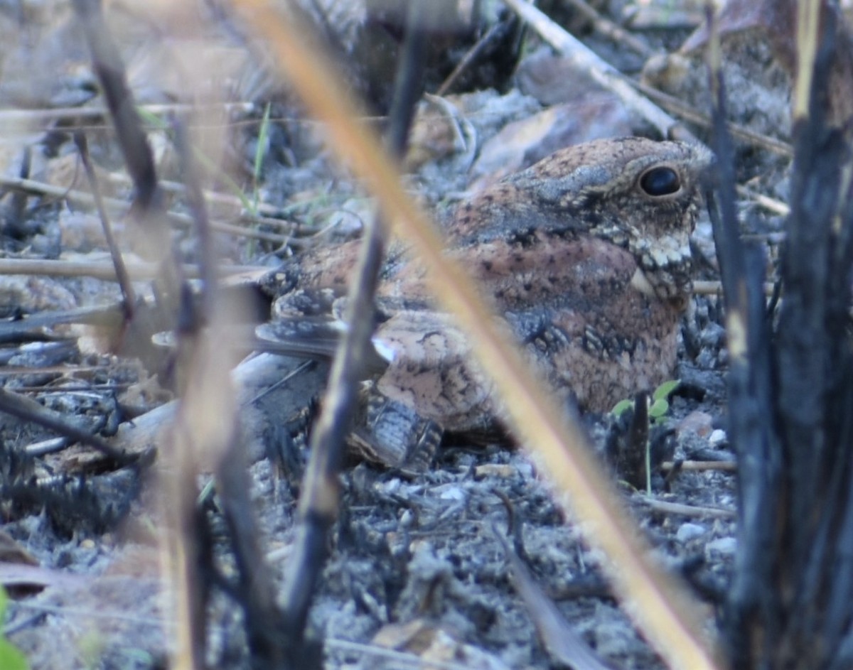 Spotted Nightjar - ML448244451