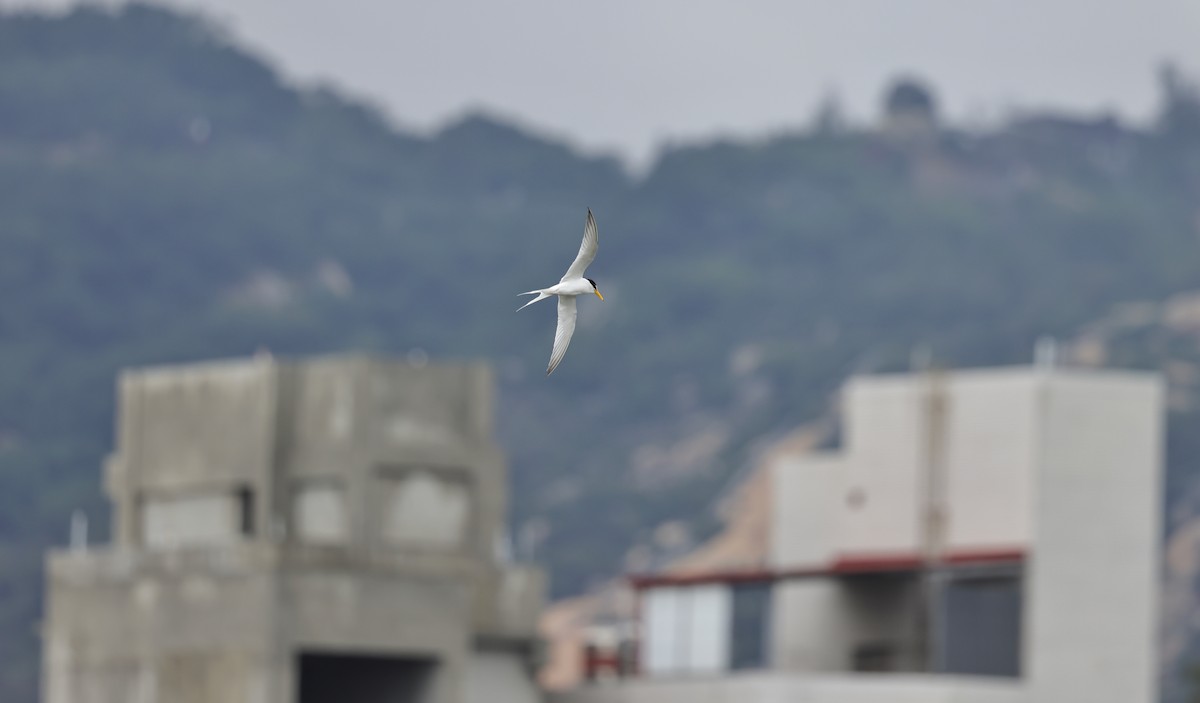 Little Tern - Ting-Wei (廷維) HUNG (洪)