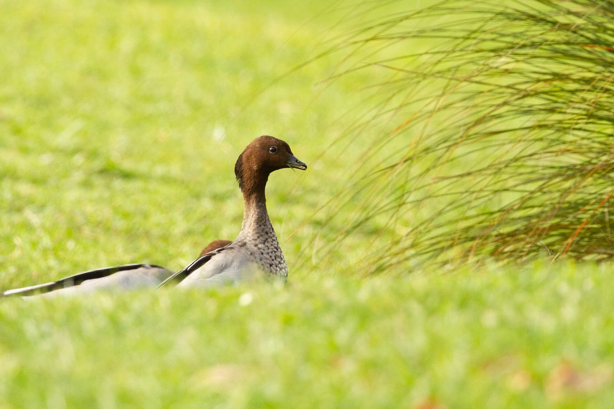 Maned Duck - ML448244601