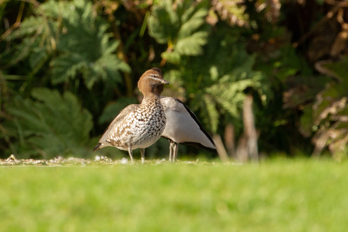 Maned Duck - ML448244621