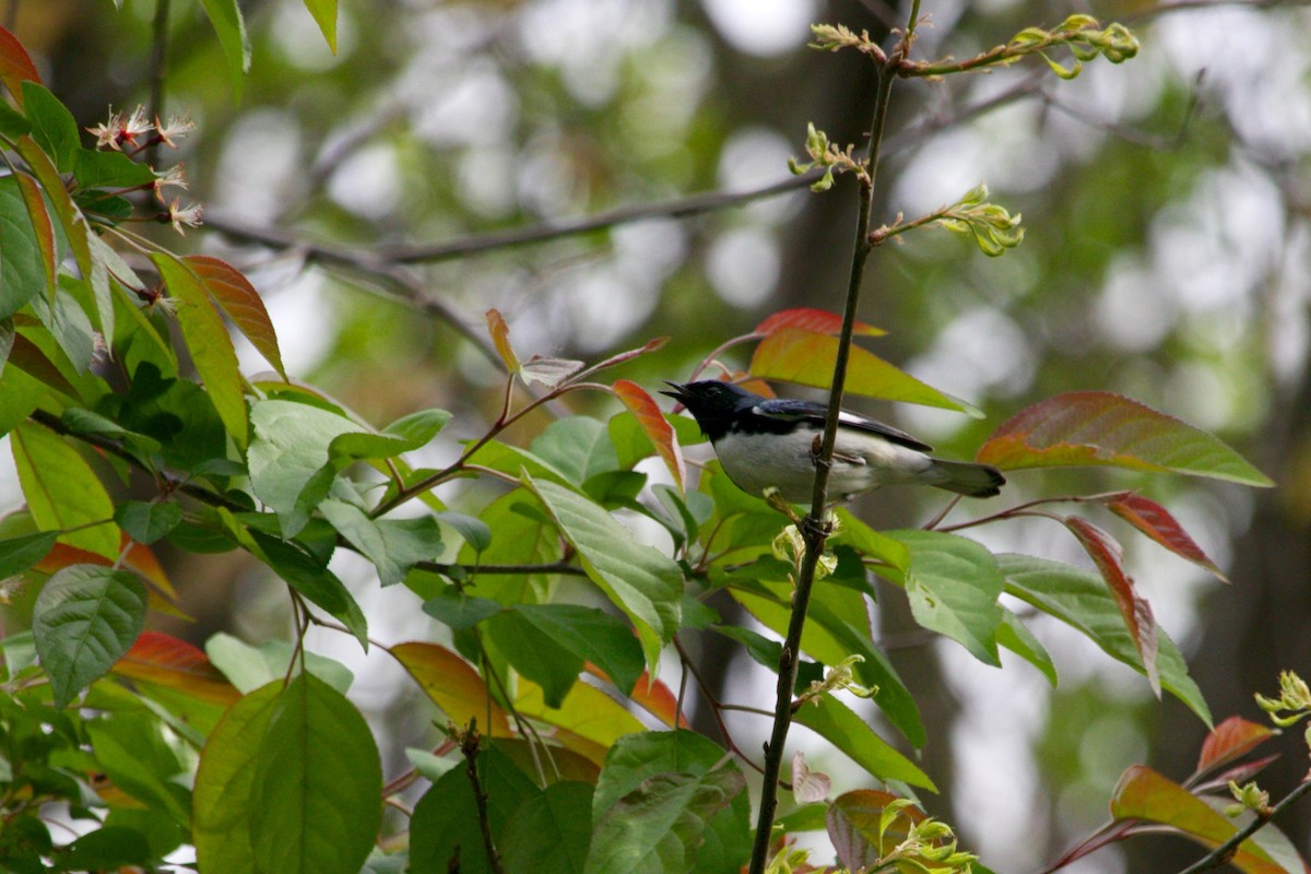 Black-throated Blue Warbler - ML448245761