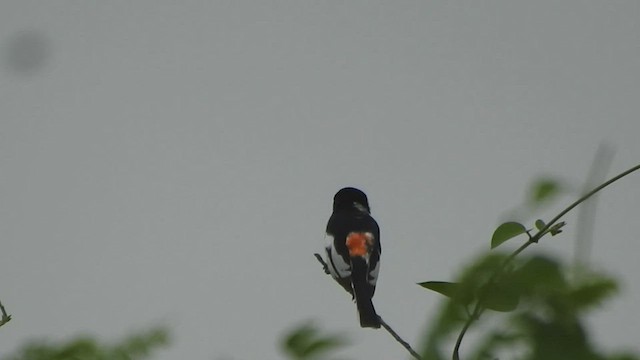 White-bellied Minivet - ML448249081