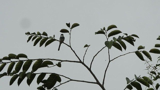 Gray-breasted Prinia - ML448249251