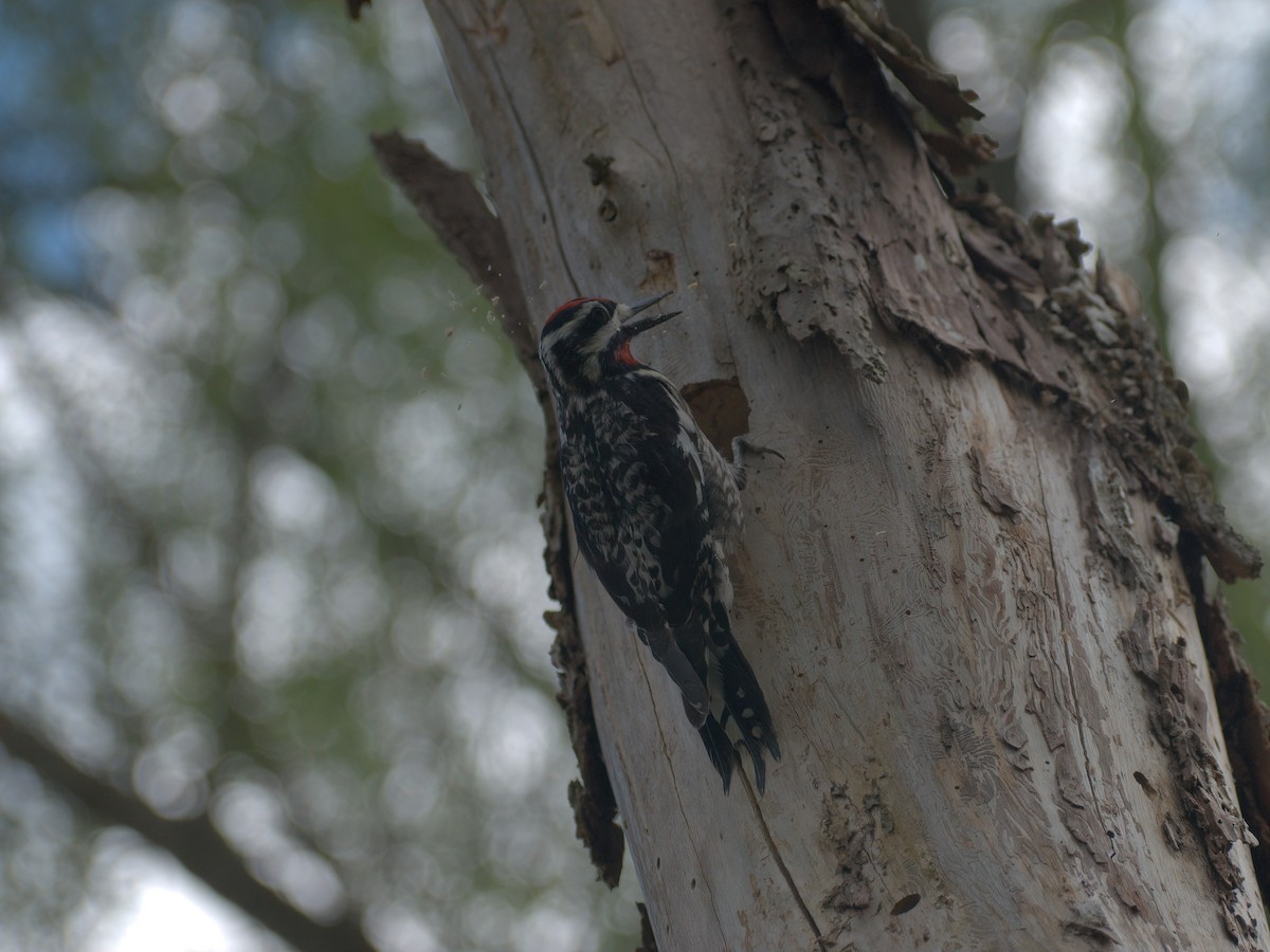 Yellow-bellied Sapsucker - ML448250271