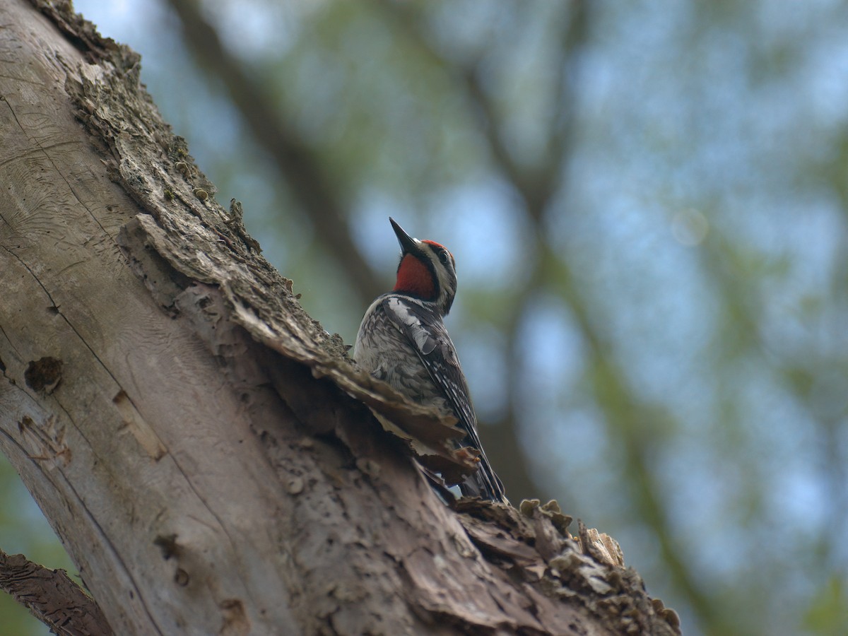 Yellow-bellied Sapsucker - ML448250351