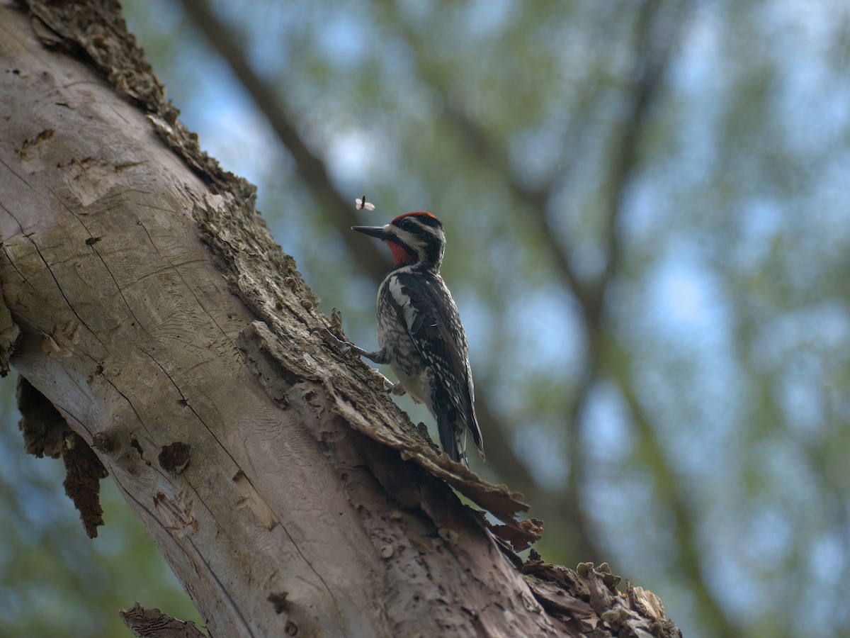 Yellow-bellied Sapsucker - ML448250371