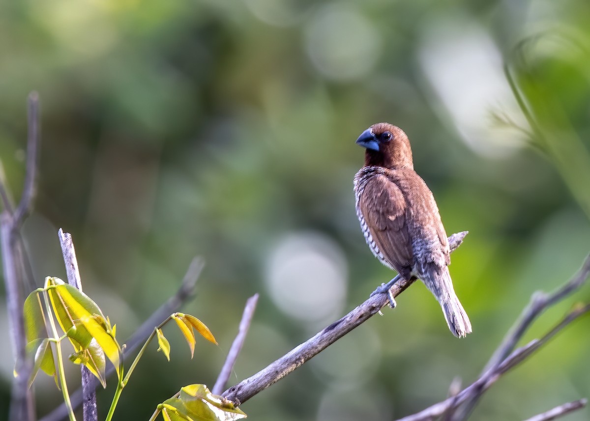 Scaly-breasted Munia - ML448251581