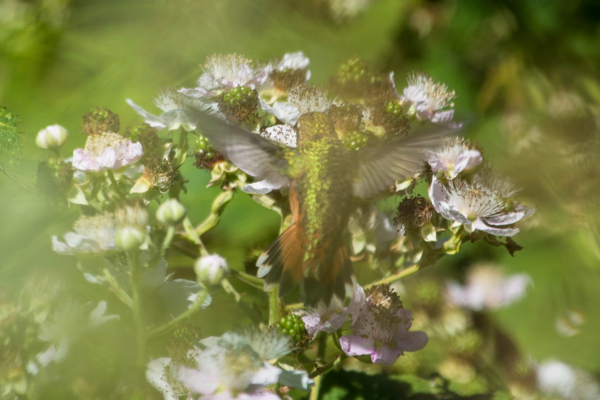 Allen's Hummingbird - ML44825271