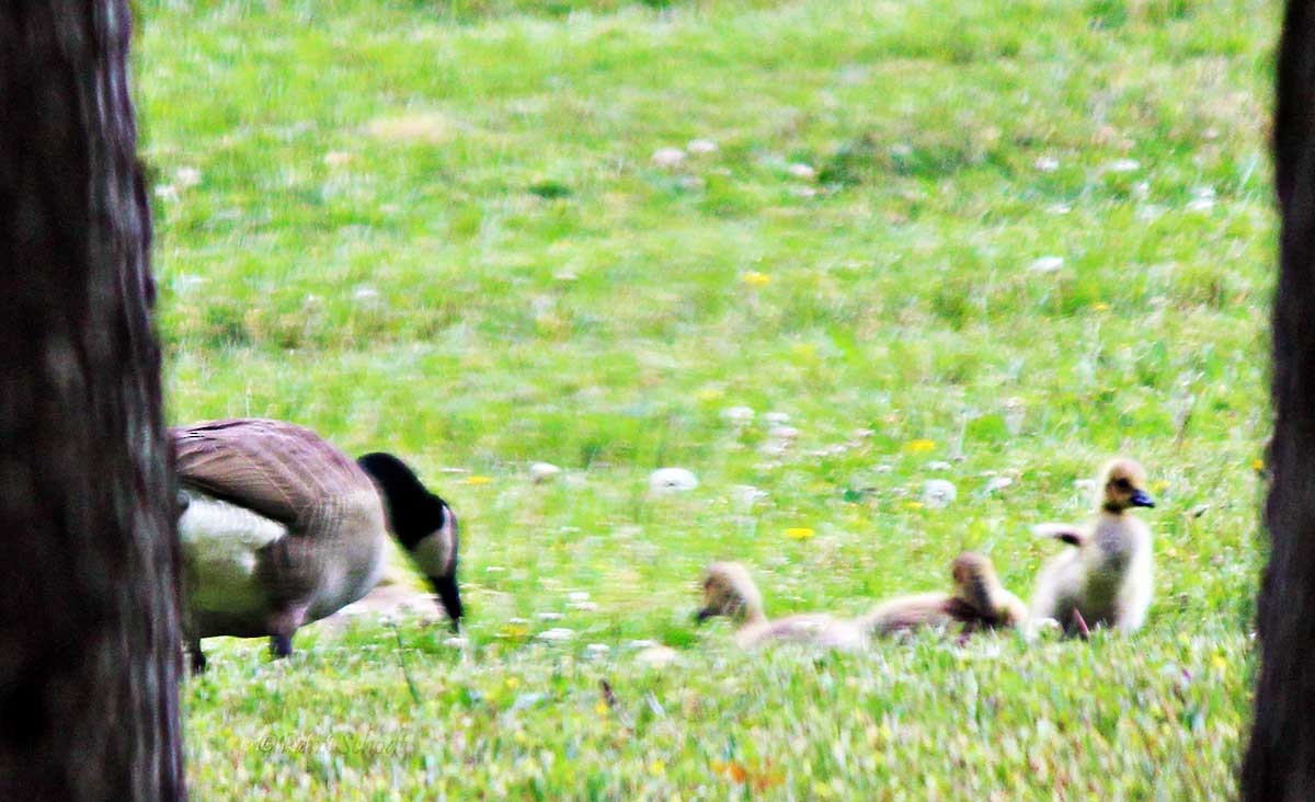 Canada Goose - ML448252731