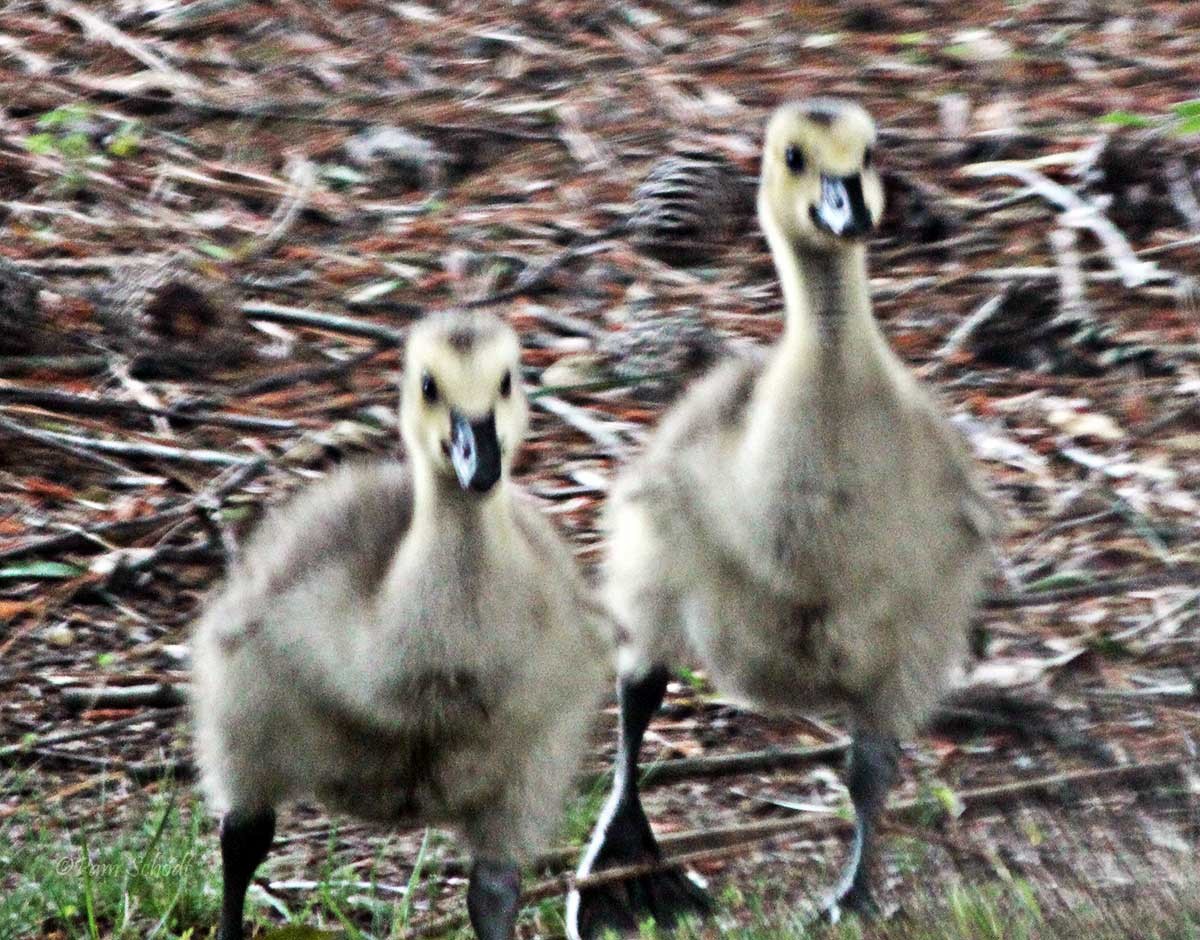 Canada Goose - ML448252741