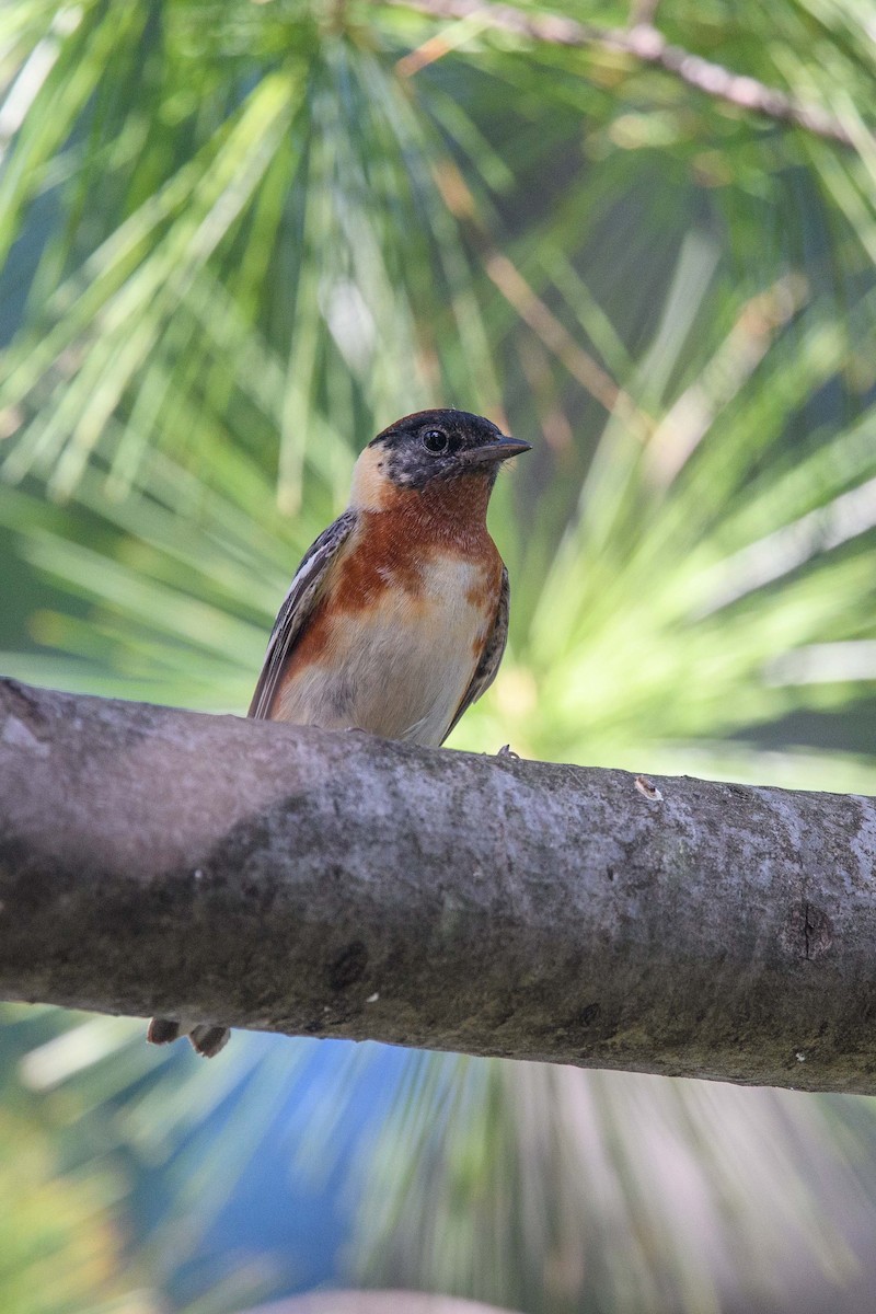 Bay-breasted Warbler - Simon Rousseau