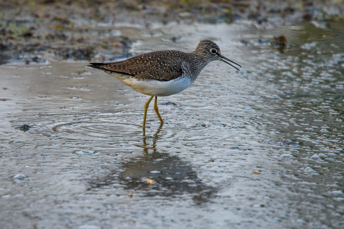 Solitary Sandpiper - ML448253531