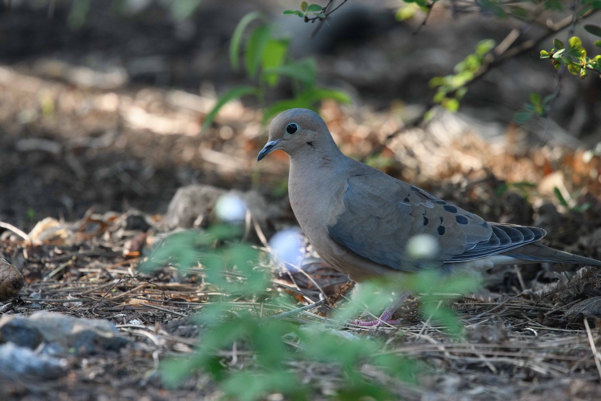 Mourning Dove - ML448253611