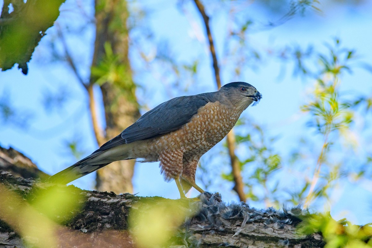 Cooper's Hawk - ML448253781