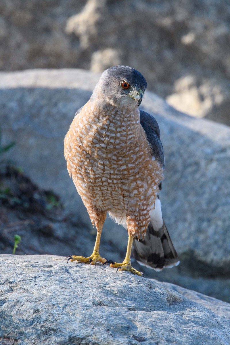 Cooper's Hawk - Simon Rousseau