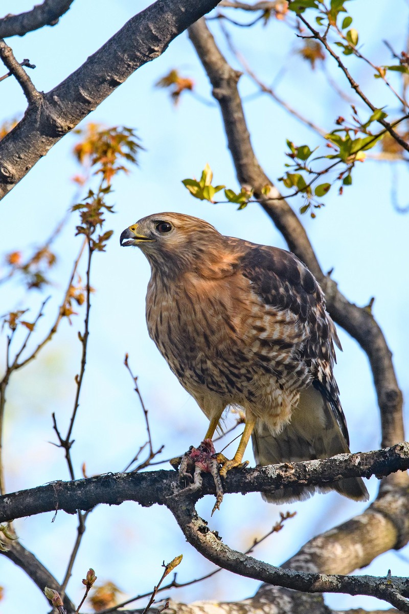 Red-shouldered Hawk - ML448253821