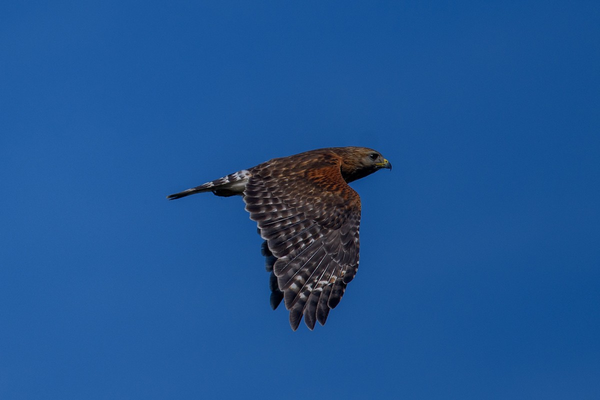 Red-shouldered Hawk - ML448253831