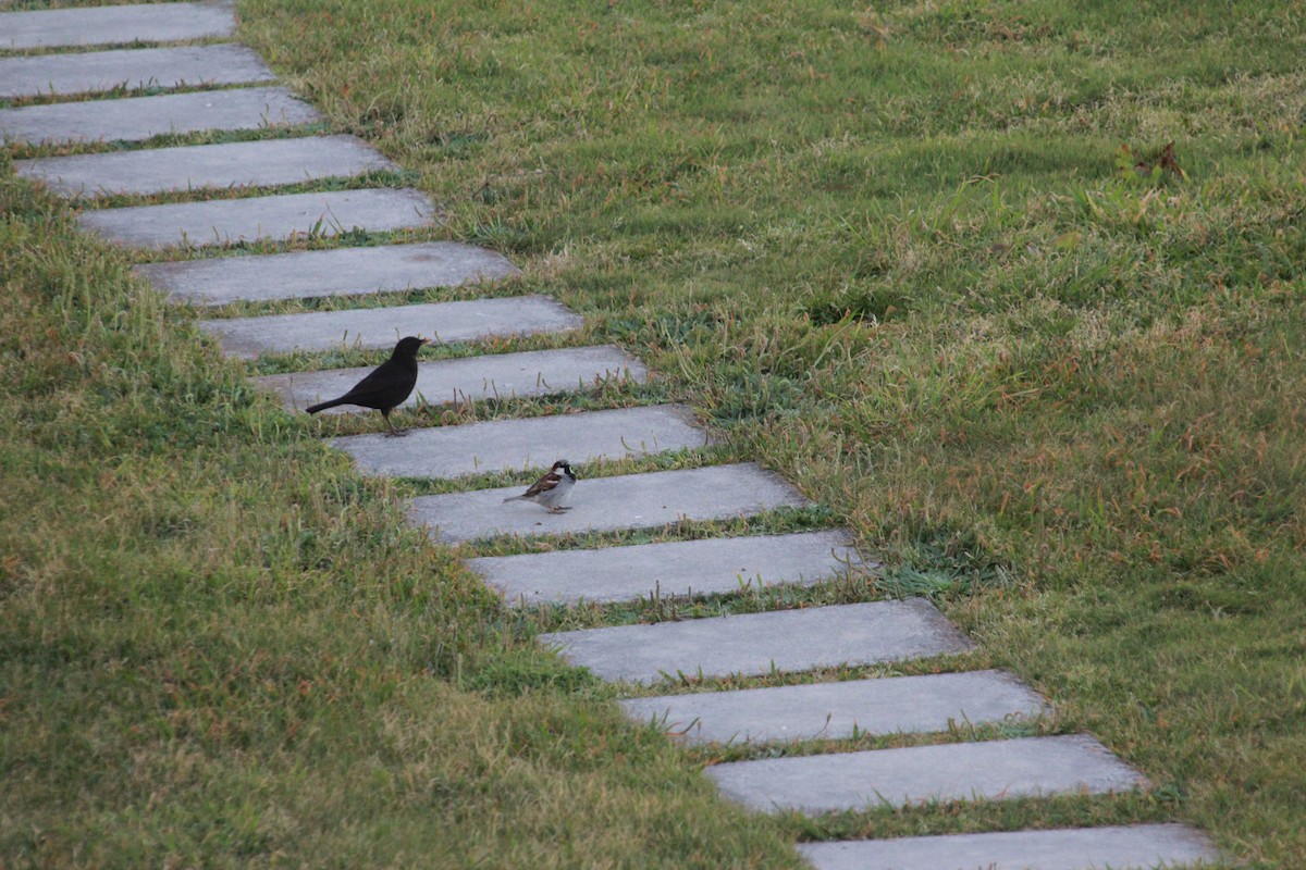 Eurasian Blackbird - Markus Leiser