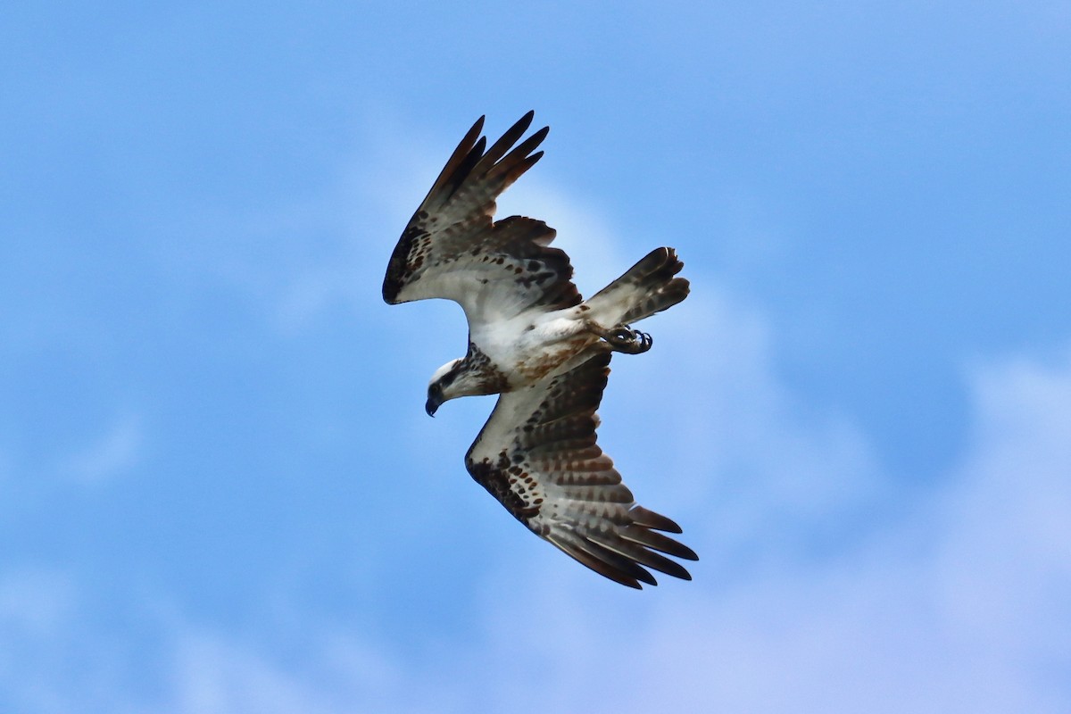 Osprey - Robert Hamilton