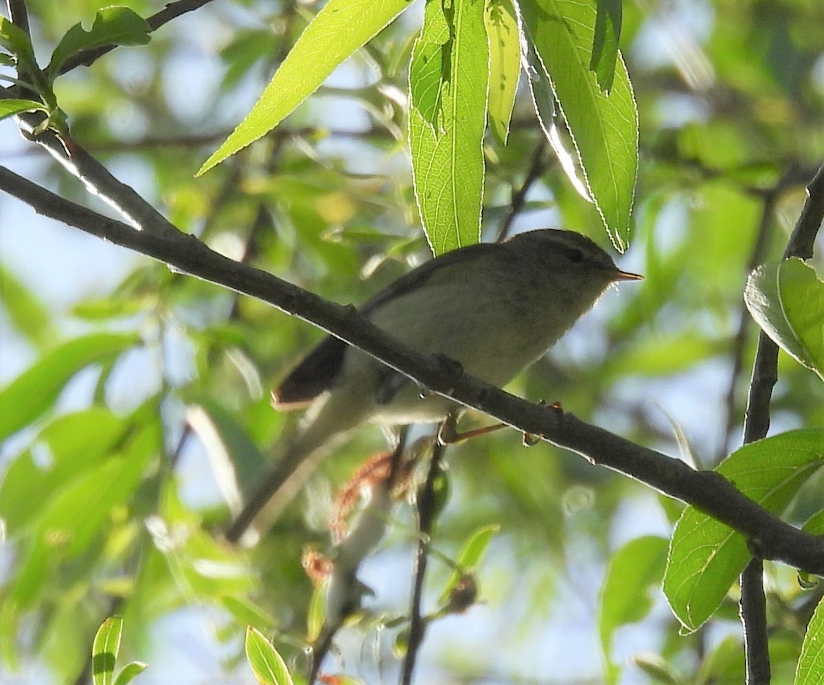 Ногоон дууч шувуу - ML448255301