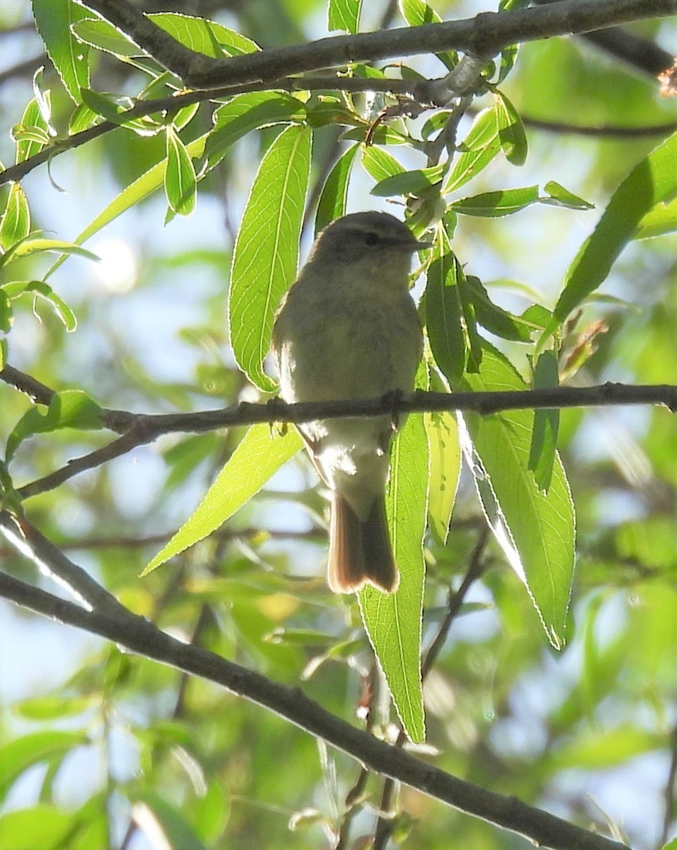 Ногоон дууч шувуу - ML448255311