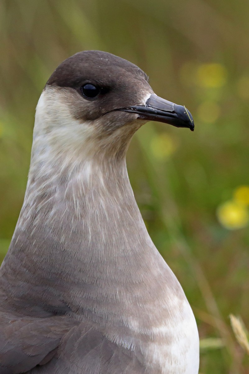 Parasitic Jaeger - Nigel Voaden