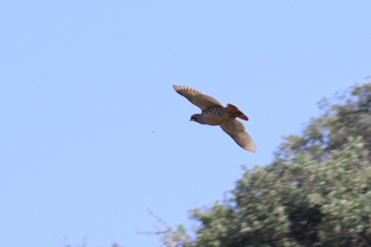 Chukar - Firdous Parray