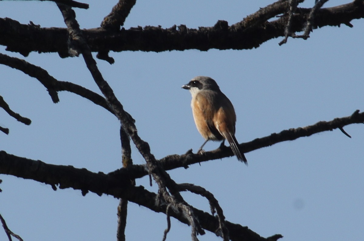 Long-tailed Shrike - Firdous Parray