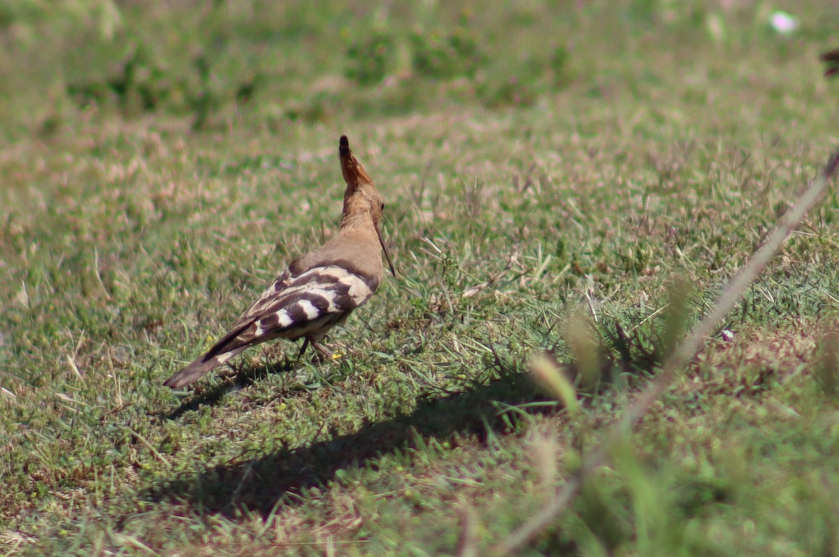 Eurasian Hoopoe - ML448256861