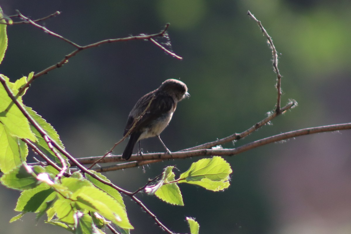 Siberian Stonechat - Firdous Parray