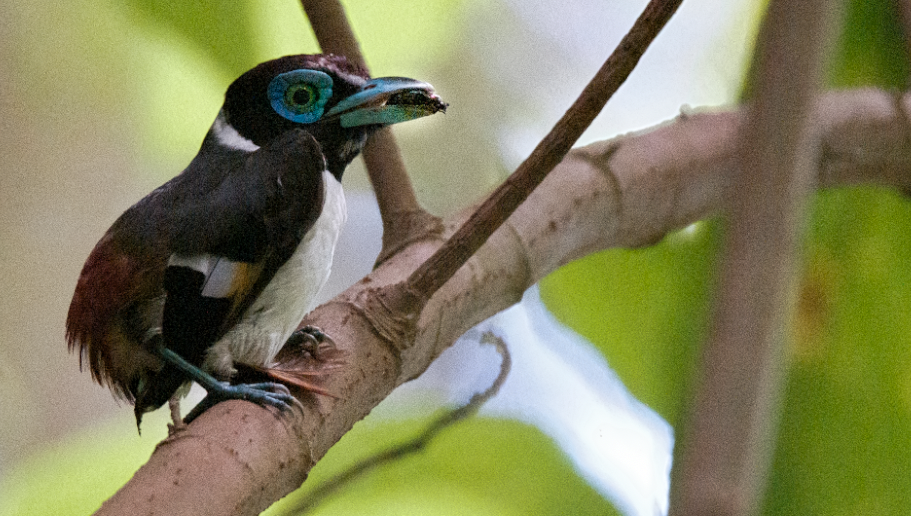 Wattled Broadbill - ML448257171