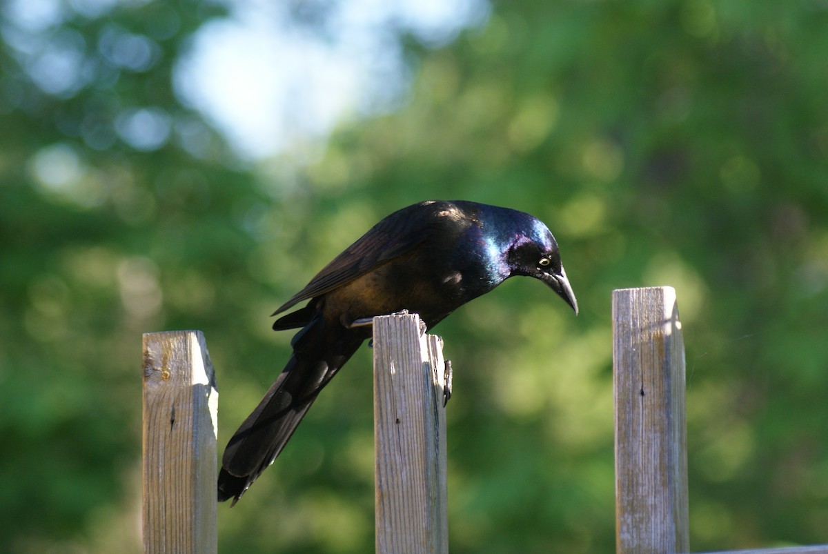 Common Grackle - ML448258561