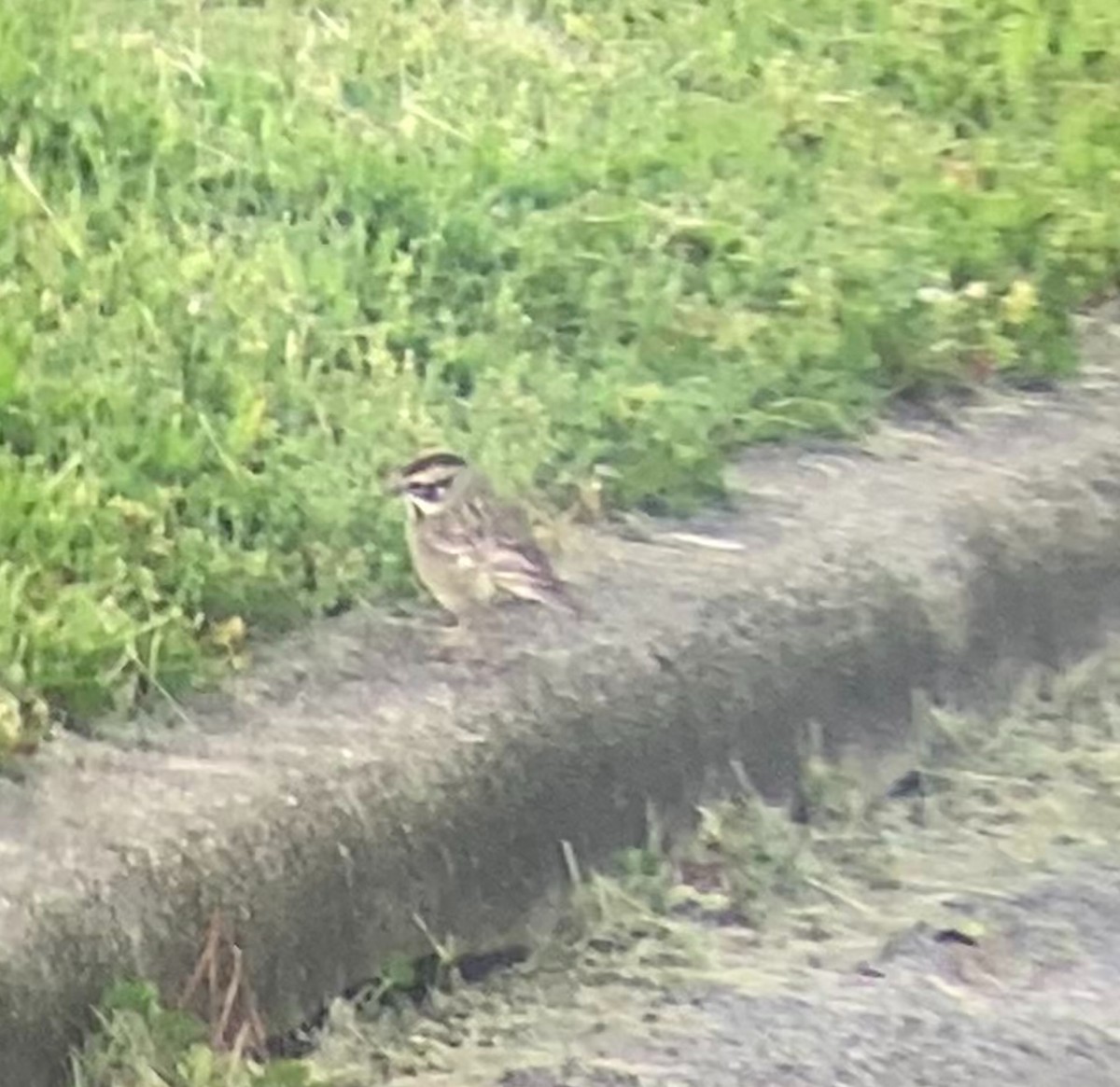 Lark Sparrow - Nathaniel Keyse