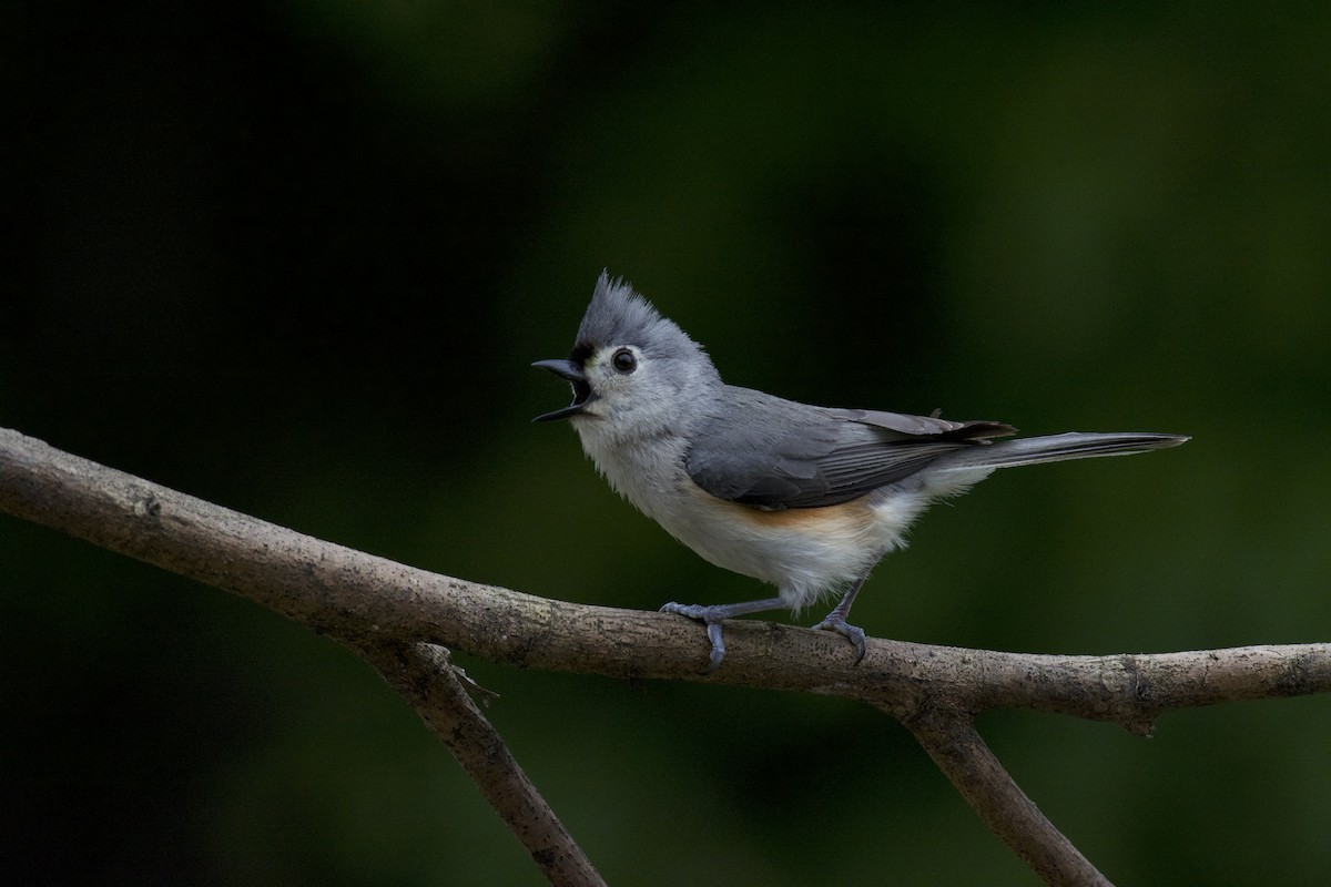 Tufted Titmouse - Benjamin Fick