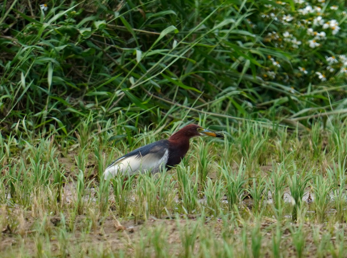 Chinese Pond-Heron - ML448260661