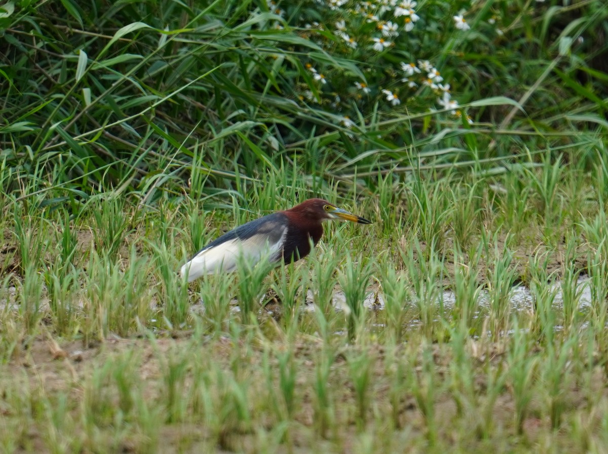 Chinese Pond-Heron - ML448260721