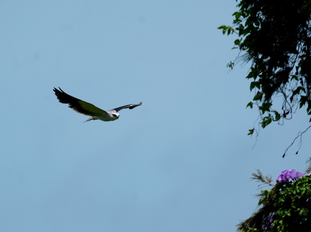 Black-winged Kite - ML448260771