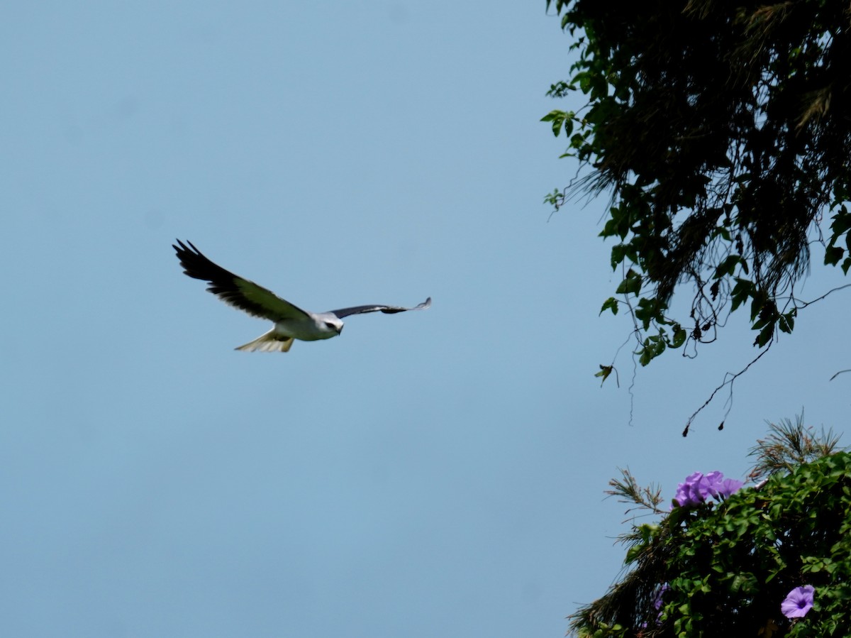 Black-winged Kite - ML448260811