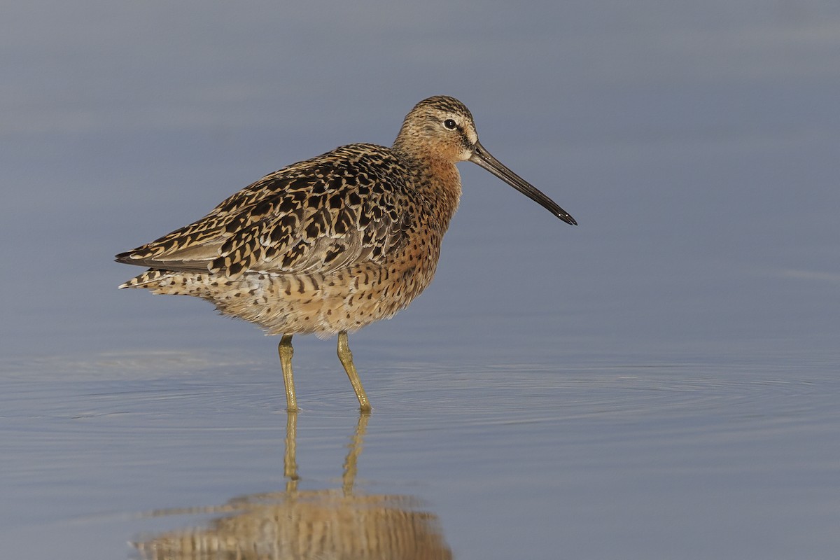 Short-billed Dowitcher - Peter Hawrylyshyn