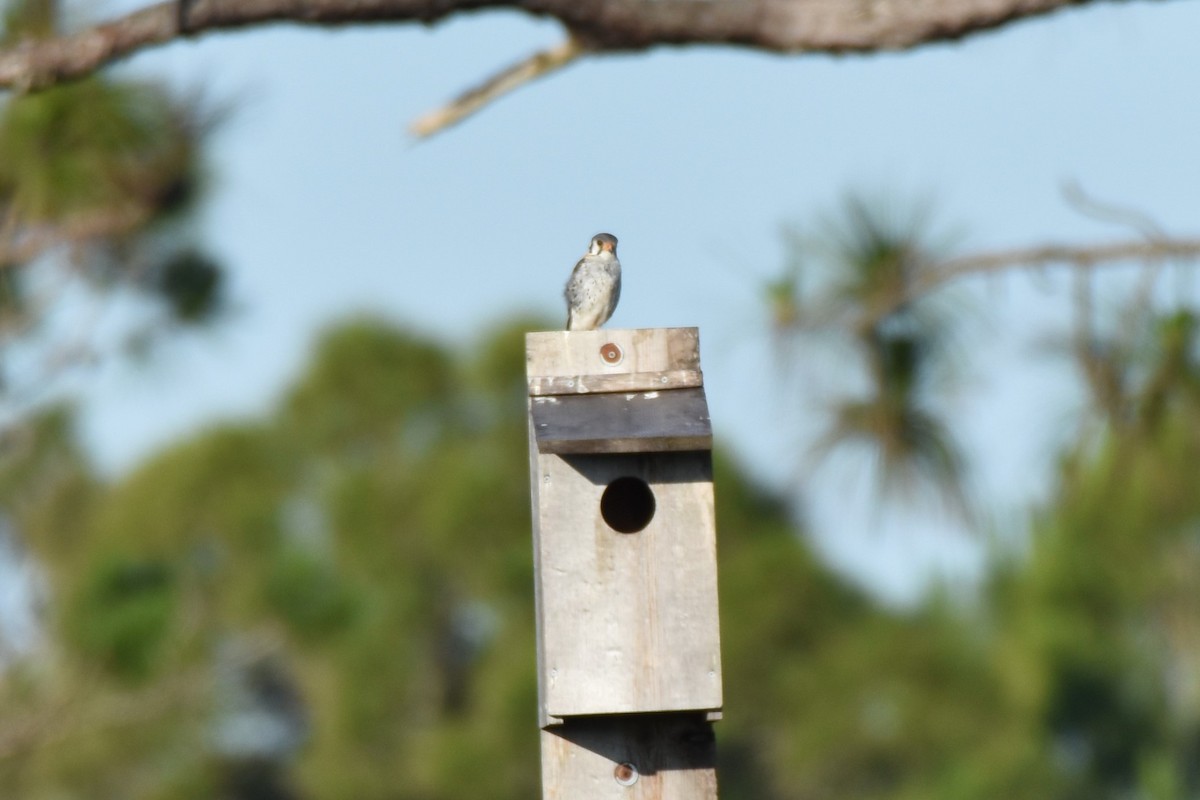 American Kestrel - ML448263061