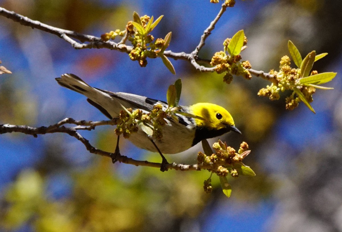 Paruline à tête jaune - ML448265271