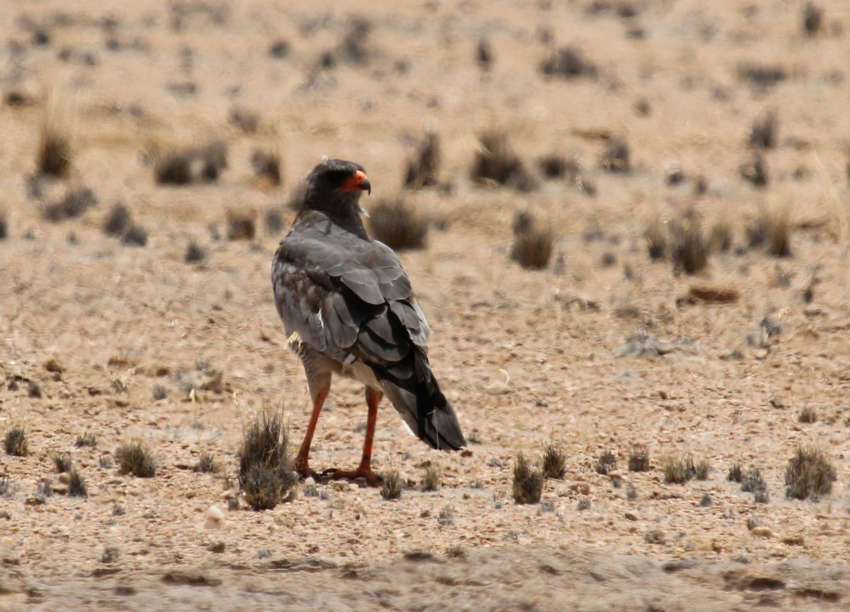 Pale Chanting-Goshawk - Andrey Vlasenko