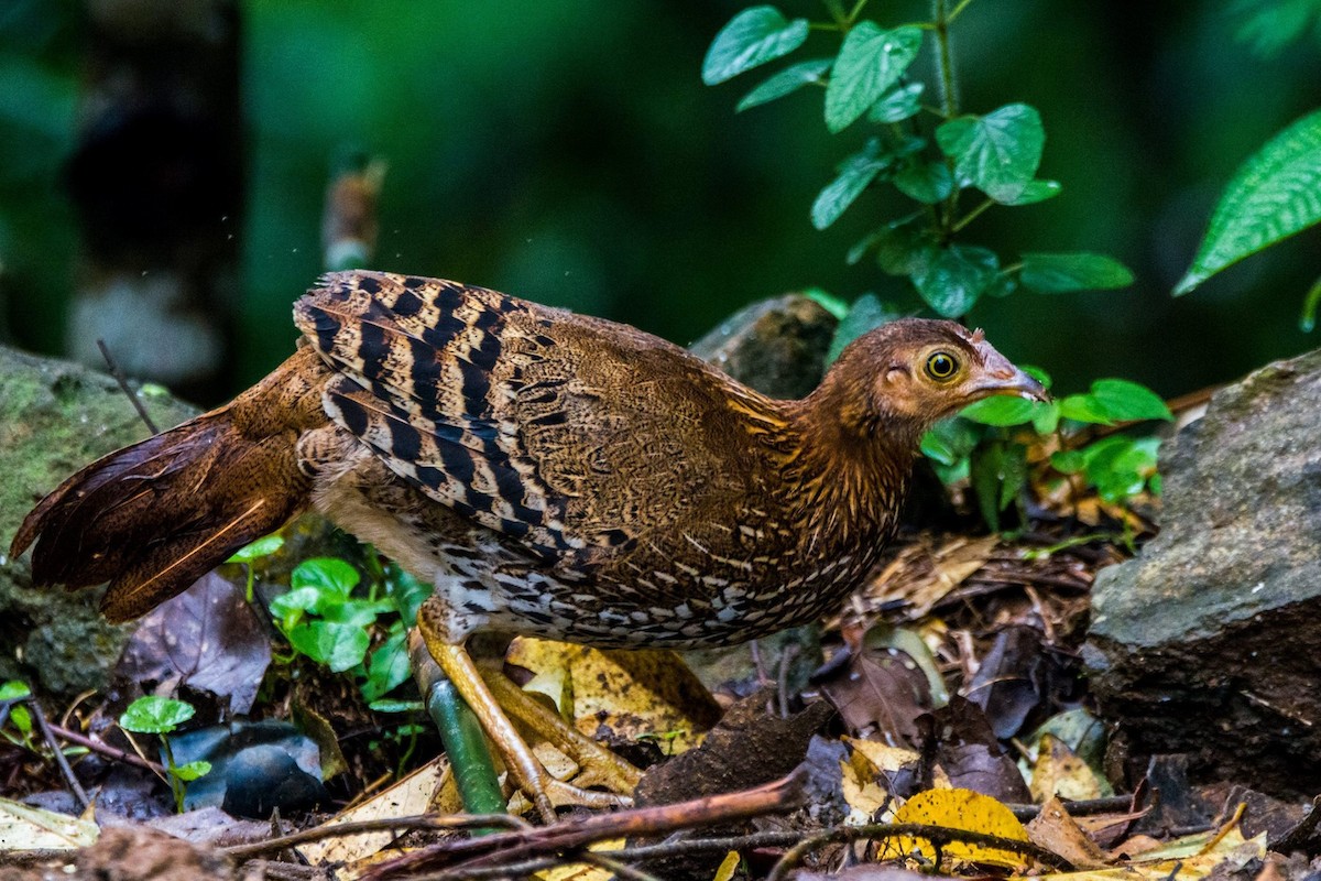 Sri Lanka Junglefowl - Dimuthu Wickramasinghe