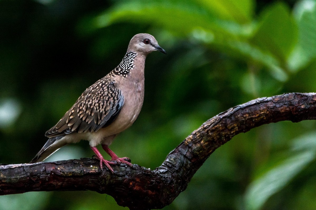 珠頸斑鳩 - ML448268211