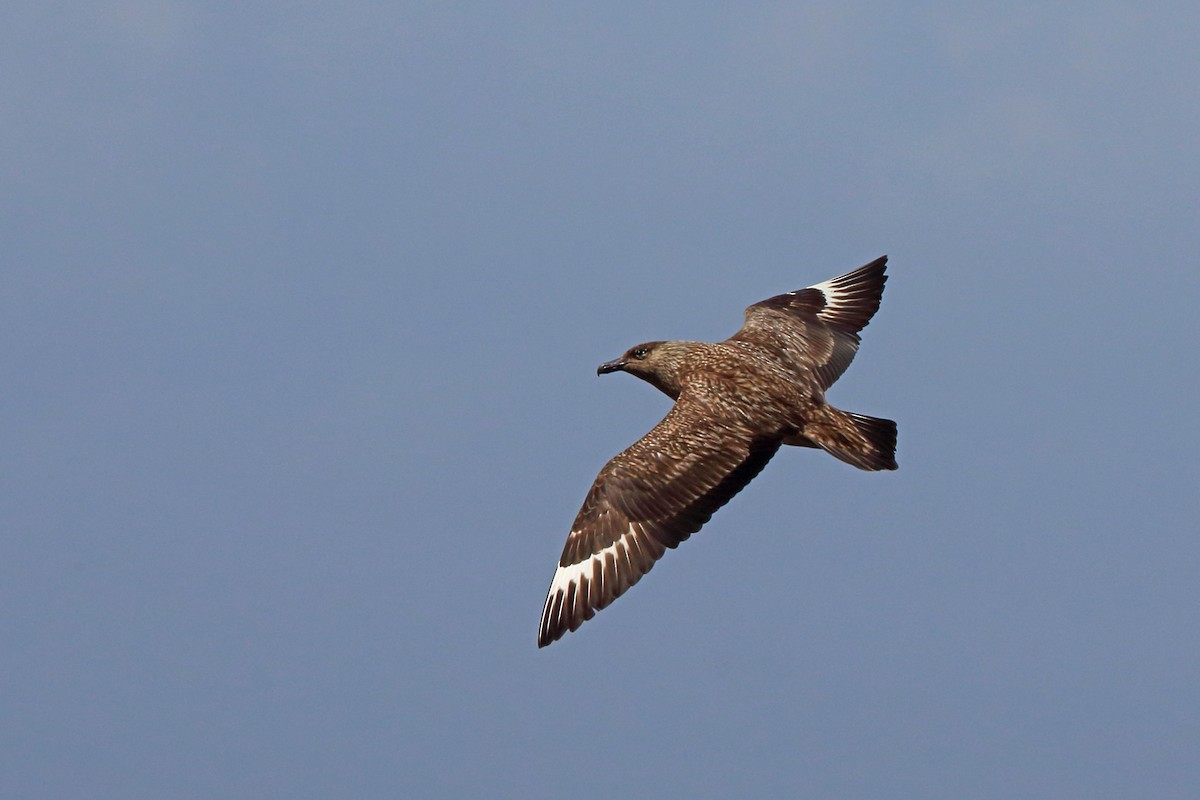 Great Skua - Nigel Voaden