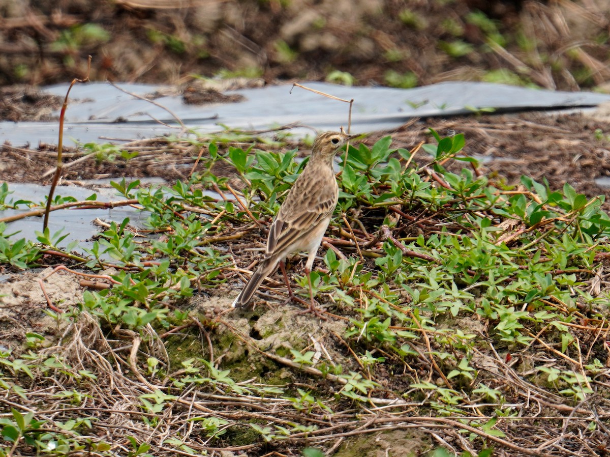 Richard's Pipit - ML448268791