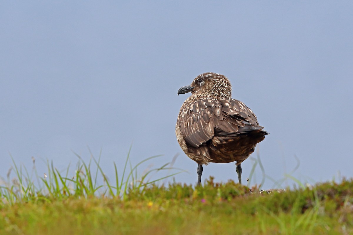 Great Skua - Nigel Voaden