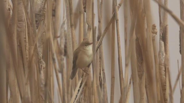 Common Reed Warbler - ML448269011