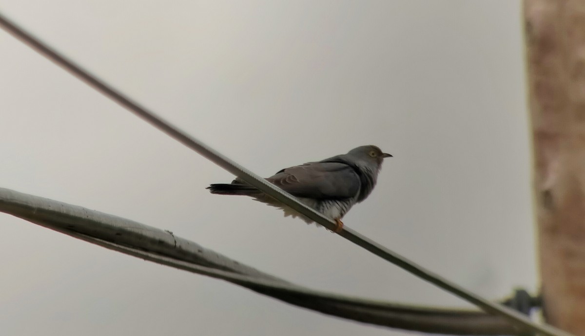Common Cuckoo - ML448269141