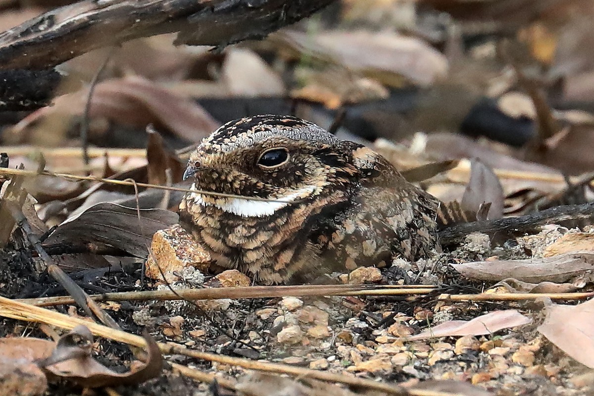 Spotted Nightjar - ML448270671